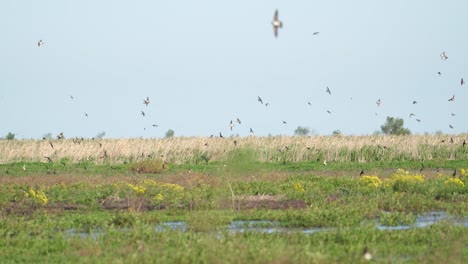 Eine-Ansammlung-Von-Vögeln-über-Teichen-Und-Sümpfen-In-Einem-Nationalpark-In-Brasilien