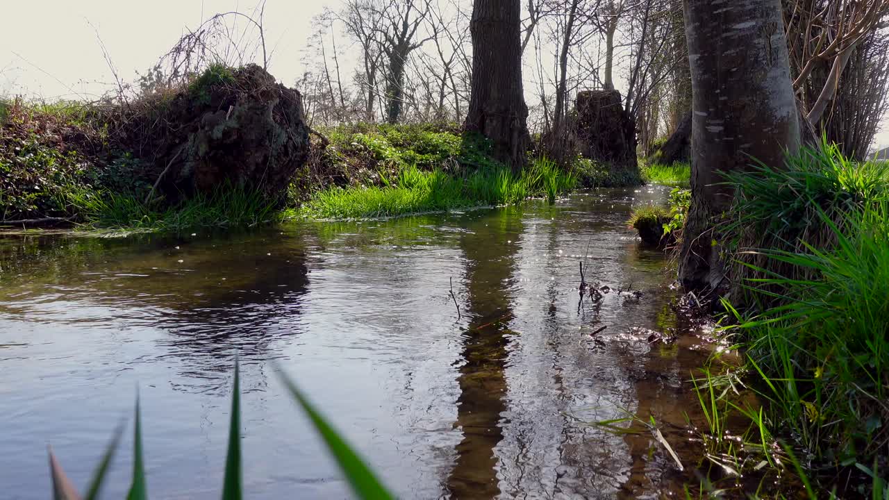 Idyllisk strømmende bæk i et naturskønt område med græs og træer langs bredden, badet i solskin.