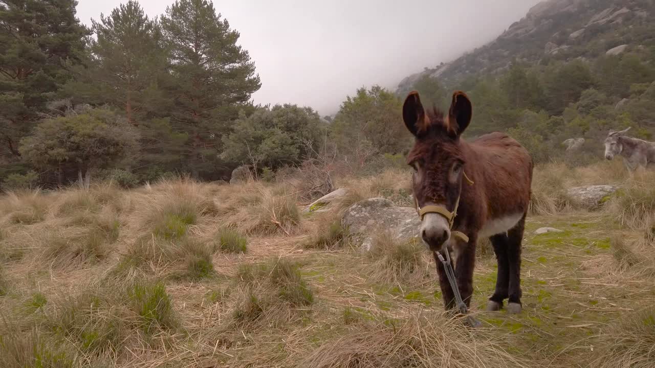 una toma que muestra a dos burros pastando