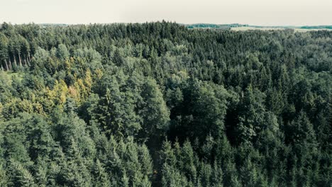 Dense-forest-with-autumn-colors,-serene-landscape-from-above,-aerial-view