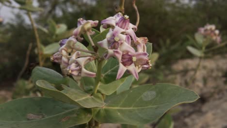 Bunch-of-crown-flower-milkweed-blossoms-on-top-of-green-leafs,-handheld-orbit