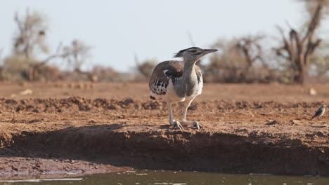 a kori bustard sits at the edge of a waterhole carefully bending down for a drink, mashatu game reserve