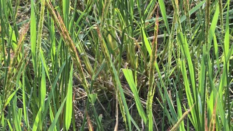 tracking panicle of red rice crop which is much like the brown rice and white rice, but its higher in protein, fiber and has good antioxidants