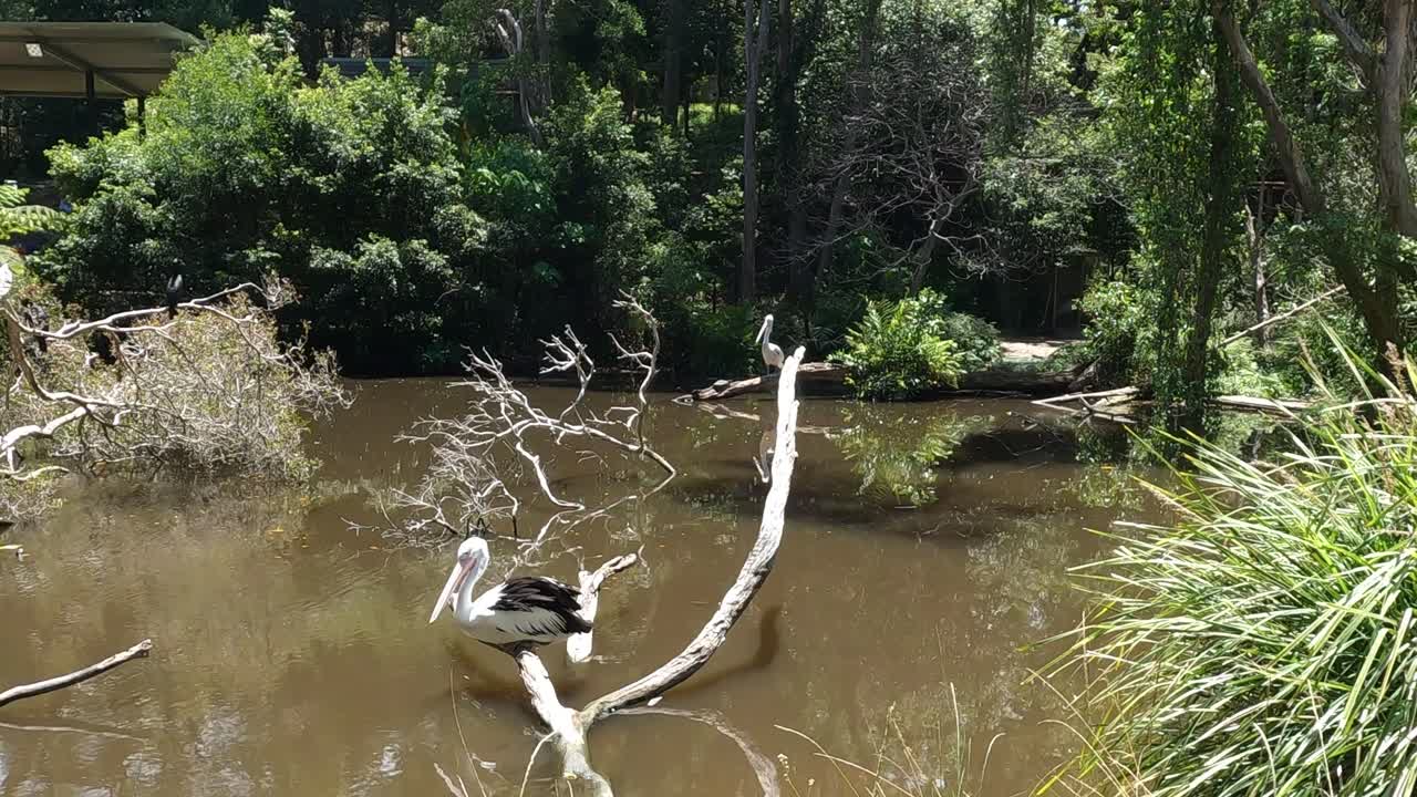 펠리칸이 나무 가지에 우아하게 내려갑니다.