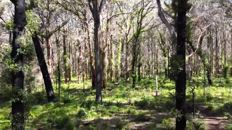 Hermosa-Foto-De-Dron-De-4k-Del-Raro-Bosque-Tuart-Australiano