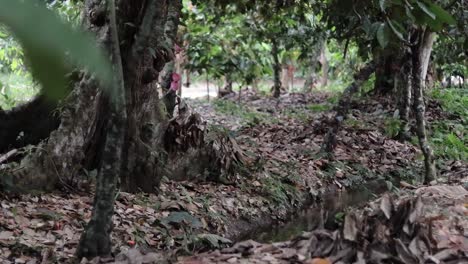 vista abierta de un bosque con varias plantaciones de cacao
