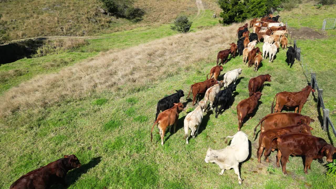 Usando un dron para pastorear ganado.