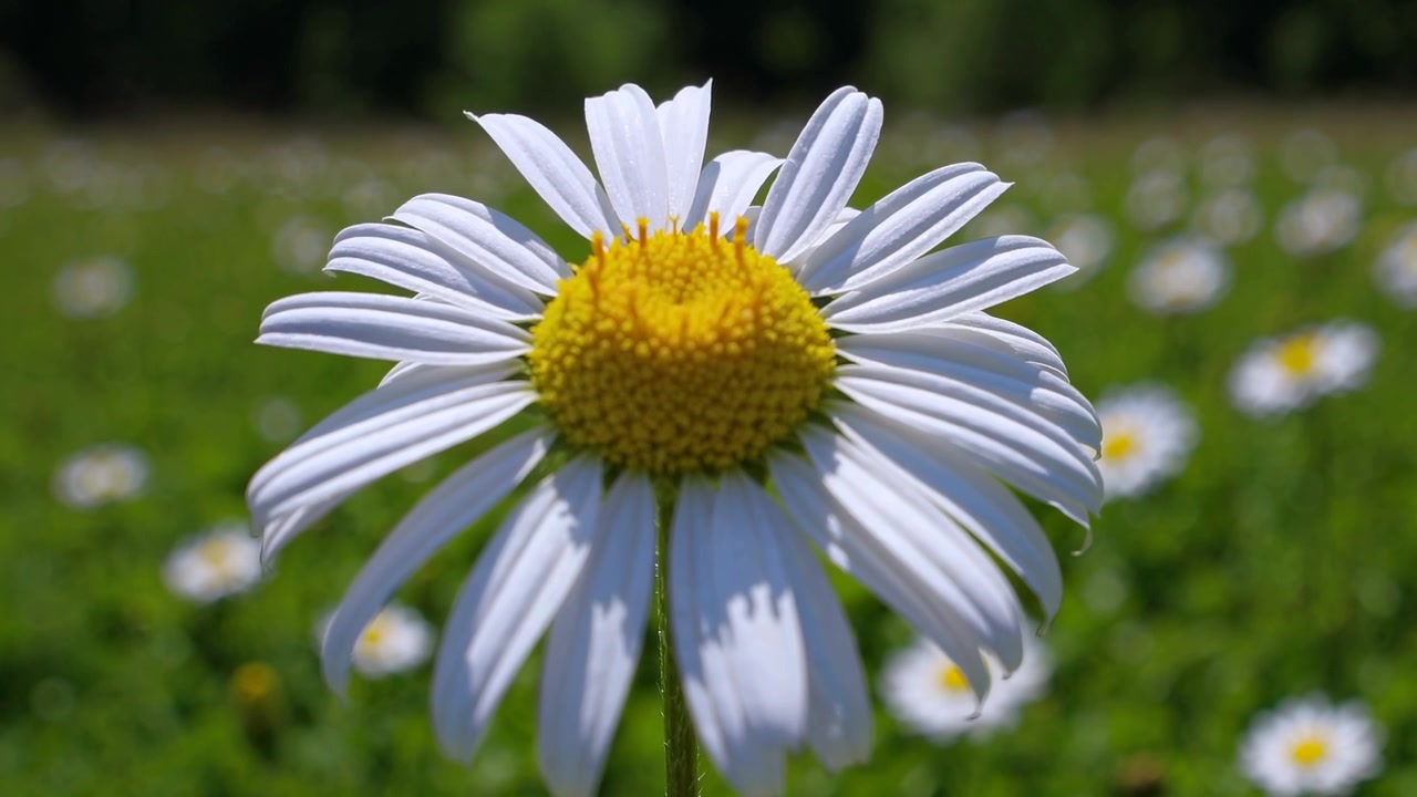 Primo Piano di un Fiore di Margherita Bianca che Ondeggia in un Campo Verde