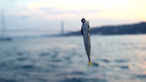 Fishing-In-Istanbul