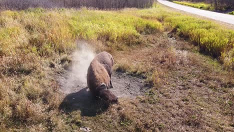 on a hot summer day a random bubalus bubalis feral water buffalo prepares to take a sand bath to cool off on a sandpit by the side of a forest highway freeway road in a field just steps from his herd