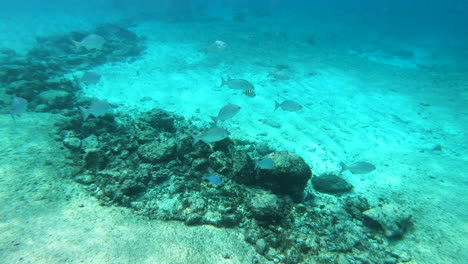 Kleine-Fische-Schwimmen-Auf-Dem-Meeresboden