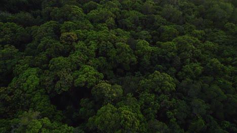 Wooded-Jungle-At-Daintree-National-Park,-Cape-Tribulation,-North-Queensland,-Australia