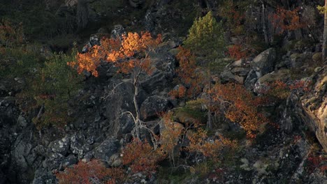 Bright-orange-aspen-tree-rustling-in-the-wind,-autumn,-in-sunlight,-in-Norway