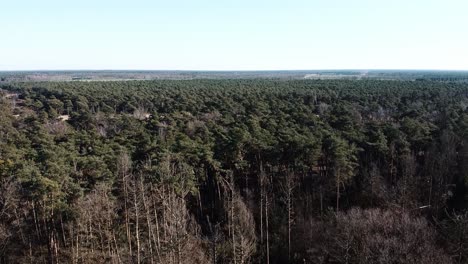 hermoso bosque de árboles en bélgica