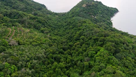 Drohnenflug-über-Einen-Tropischen-Wald-Mit-Grünen-Palmen-Und-Bäumen-In-4k-Auf-Den-Inseln-Von-Phuket,-Im-Hintergrund-Reicht-Die-Küste-Bis-Zum-Meer