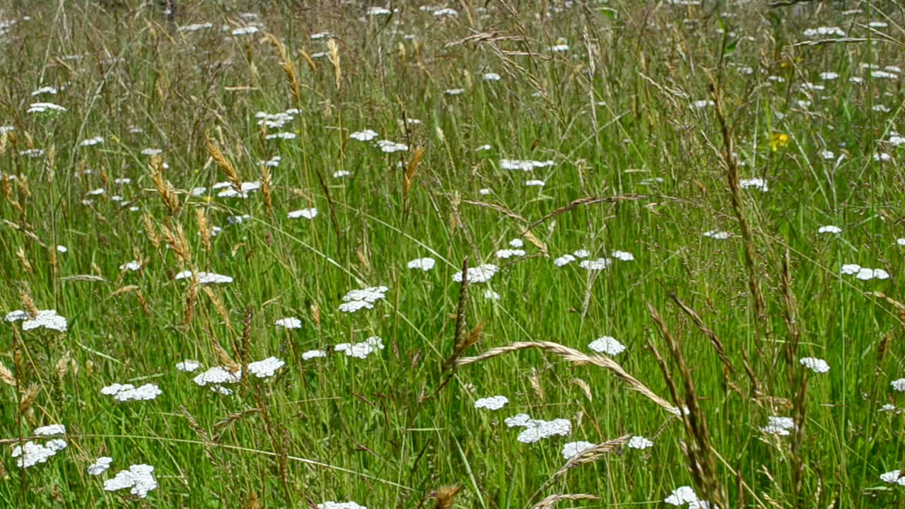 Wild flowers in mountains. Wild nature