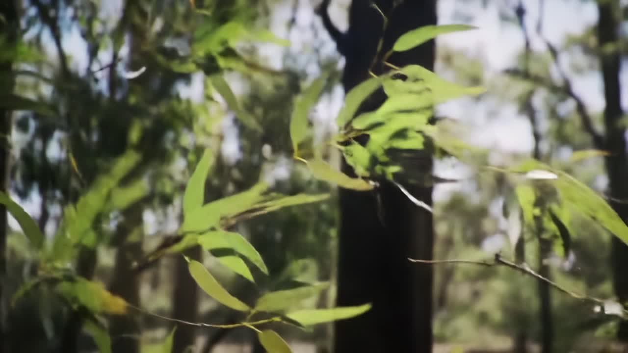 Exploring Lush Green Foliage in a Tranquil Forest During the Sunny Afternoon