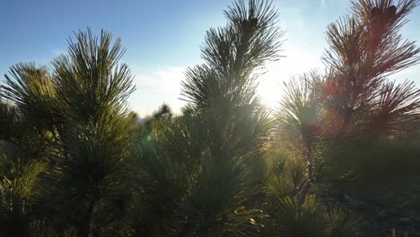 The-sun-casts-light-through-the-branches-of-a-pine-tree,-creating-beautiful-patterns-on-the-ground