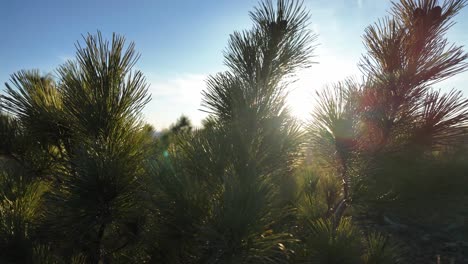 the sun casts light through the branches of a pine tree, creating beautiful patterns on the ground