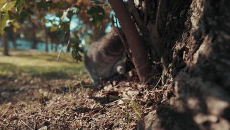 un gato está buscando algo justo al lado de un árbol en el parque