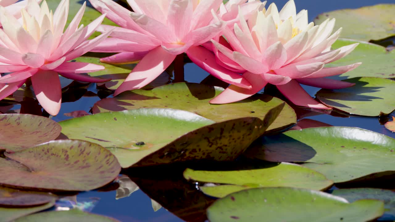 Pink water lilies and green lily pads in sunlight, slow pan over tranquil pond