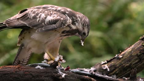 bird of prey dismembering its victim with claws, eating meat in the wild nature, common buzzard, buteo buteo