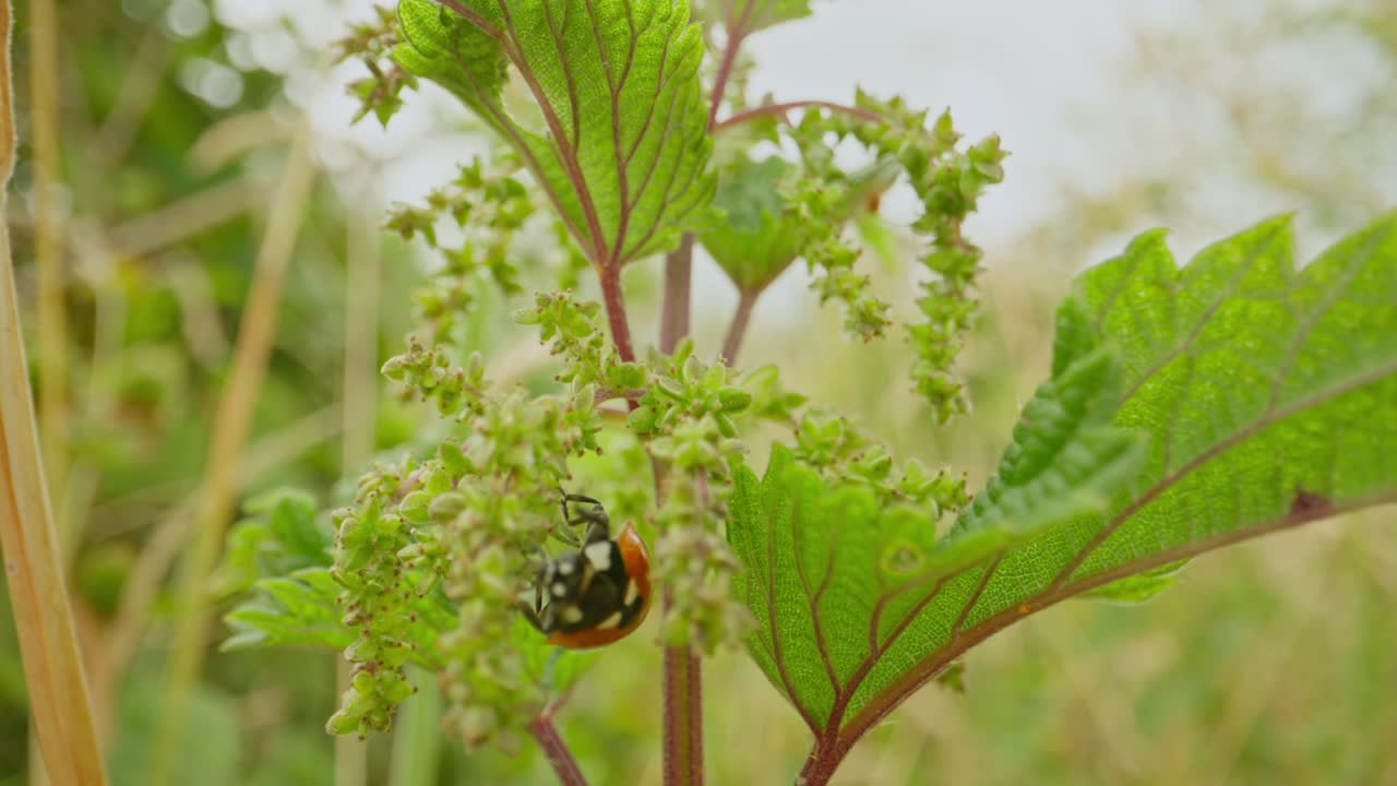 Ladybug resting on green nettle in summer establishing natural insect detailed life feeding and crawling