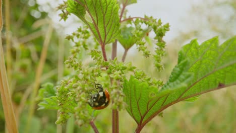 ladybug resting on green nettle in summer establishing natural insect detailed life feeding and crawling