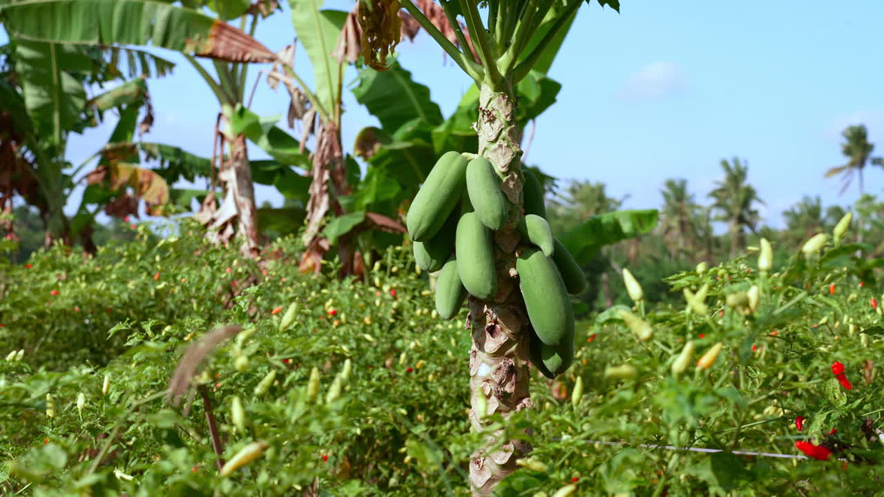 frutas jóvenes de papaya colgando de un árbol en crecimiento rodeadas de chiles y otras plantas en una granja orgánica
