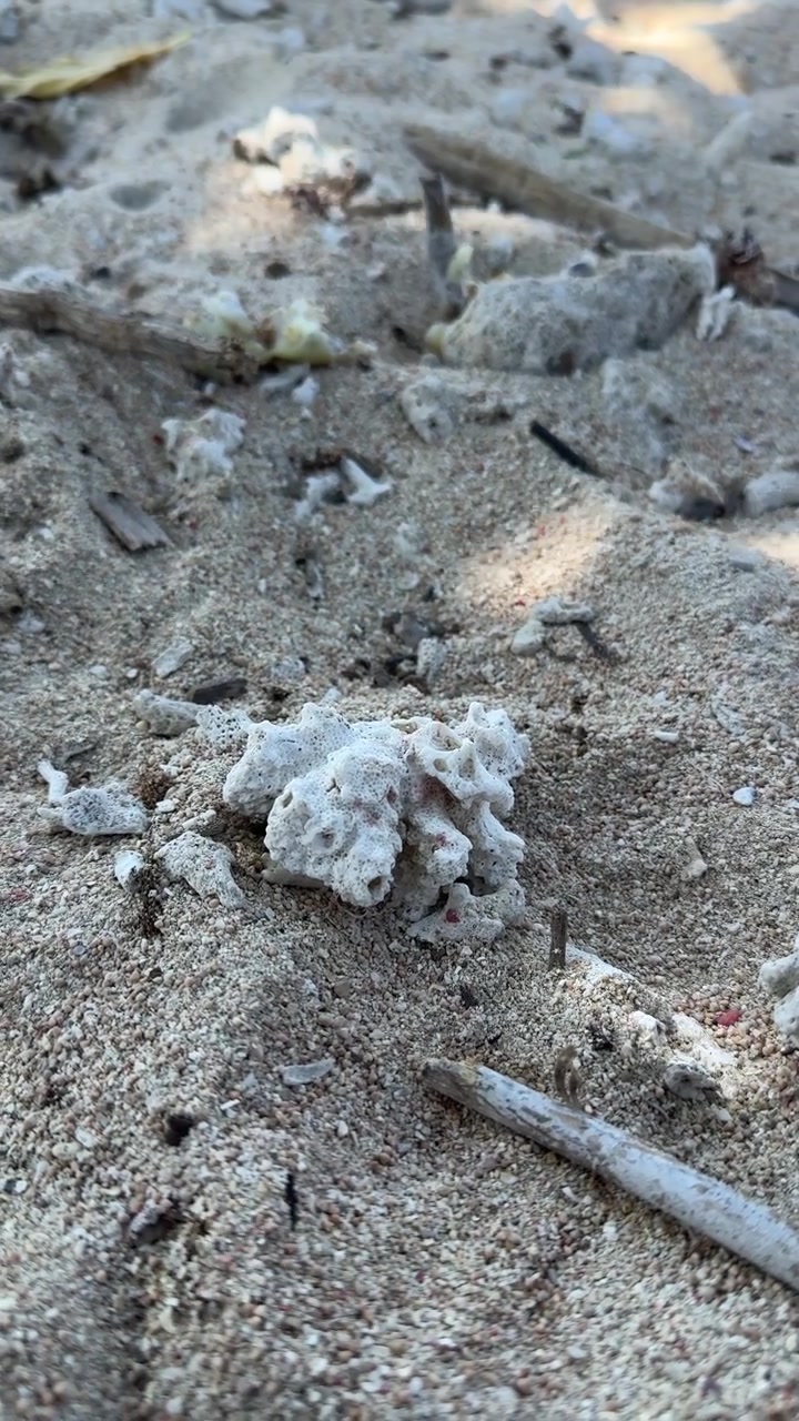 Frammento di corallo bianco su una spiaggia di sabbia