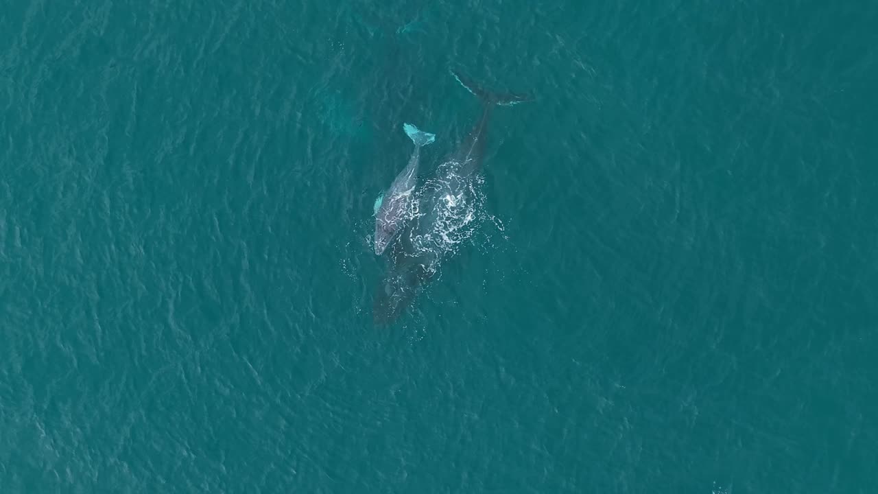 Aerial footage capturing a whale mother and her calf rising to breathe at the calm blue ocean surface, their exhales forming soft mist as they rest and drift together in peaceful harmony