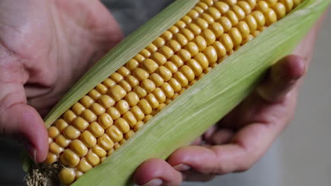 hands holding and peeling a fresh ear of corn