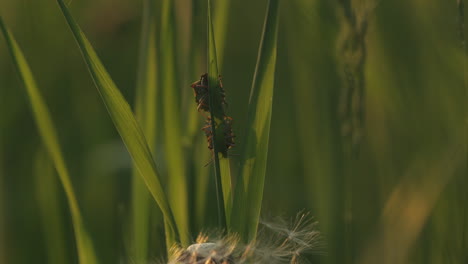 insects on grass