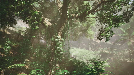 misty jungle landscape