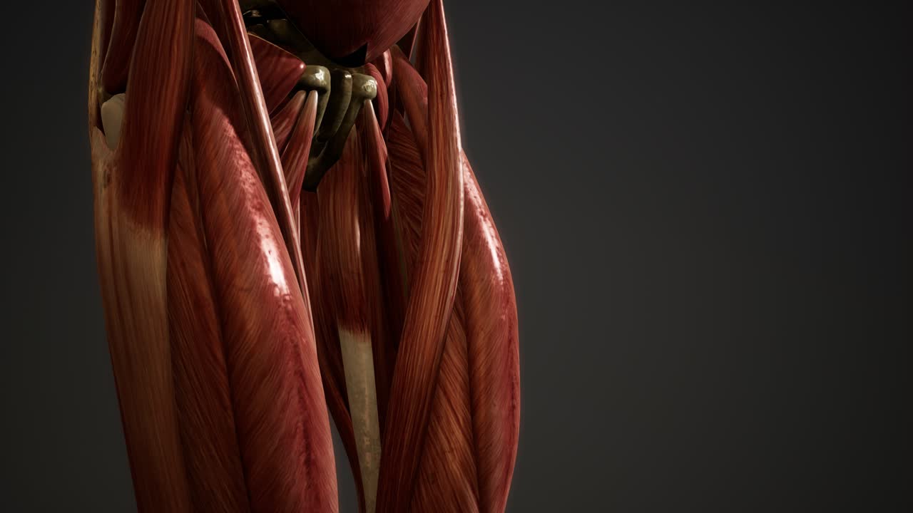 sistema muscular de animación del cuerpo humano