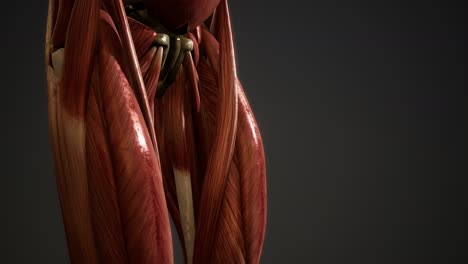 Muscular-System-of-human-body-animation