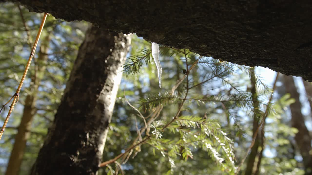 冬の間、森の暖かい晴れた日に落ちるつららの露の水滴のクローズアップ