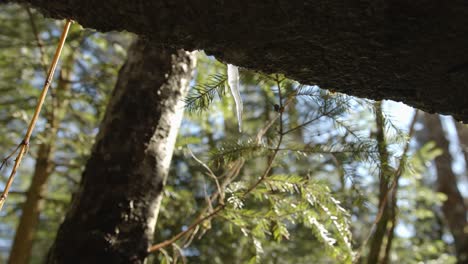 close up of dew waterdrops of icicles dropping during warm sunny day in forest during winter