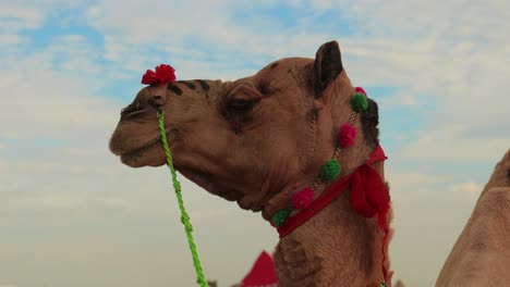 Camels-at-the-Pushkar-Fair,-also-called-the-Pushkar-Camel-Fair-or-locally-as-Kartik-Mela-is-an-annual-multi-day-livestock-fair-and-cultural-held-in-the-town-of-Pushkar-Rajasthan,-India.