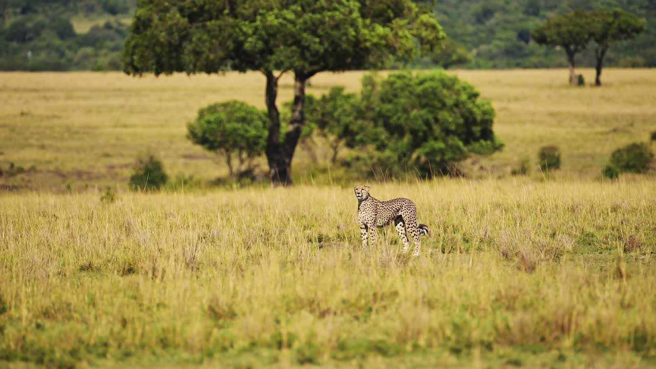 Slow Motion of Cheetah Walking in Long Savannah Grass, Masai Mara Kenya Animal on African Wildlife Safari in Maasai Mara, Beautiful Big Cat Hunting Looking Around in Savanna Grasses
