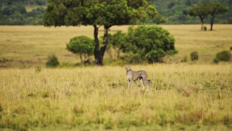 movimiento lento de un guepardo caminando en la larga hierba de la sabana, masai mara kenya animal en un safari de vida silvestre africana en masai mara, hermoso gato grande cazando mirando a su alrededor en las hierbas de la sabana