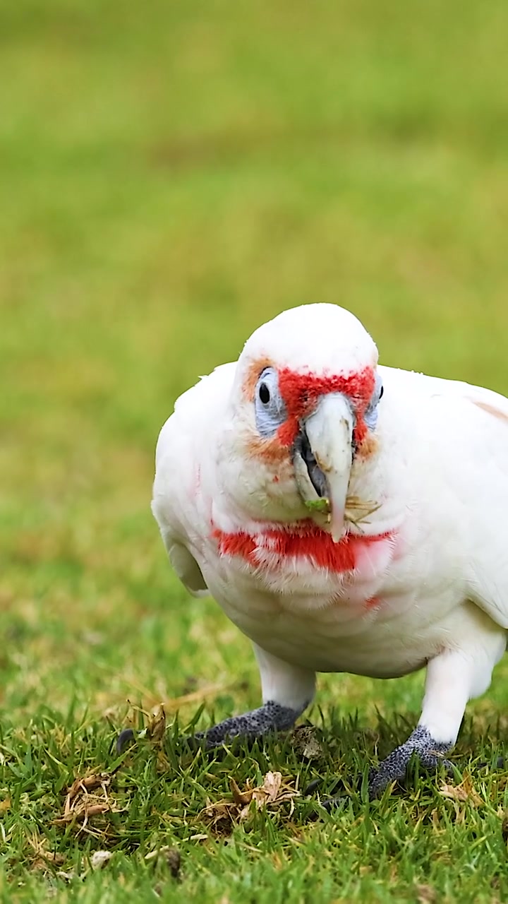 Un Cacatua dal becco lungo bianco becca il terreno mentre cerca cibo in un rigoglioso campo verde.