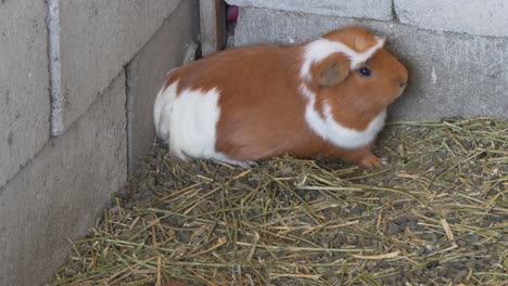 cuyes y bebés en la ganadería en perú, sudamérica