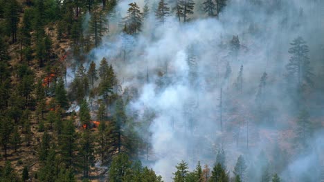 dramatic landscape with flames, burning trees and rising smoke, wildfire in usa