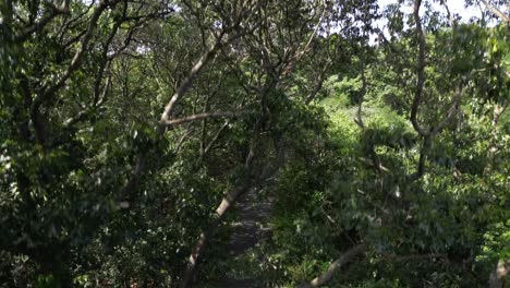 a drone view of a paved path in a park on a sunny day