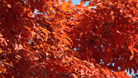 paperbark maple, acer griseum orange tree branches under sunlight