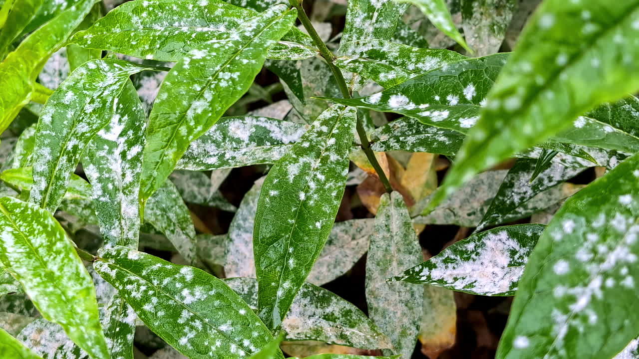전염성 질병 꽃의 잎