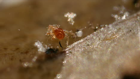 A-tiny-mite-floating-in-water-near-the-shore-on-a-sunny-day,-with-natural-light