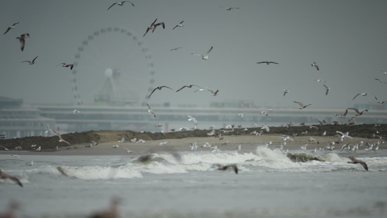 Gulls fly in slomo on Scheveningen coastline with The Pier SkyView in background