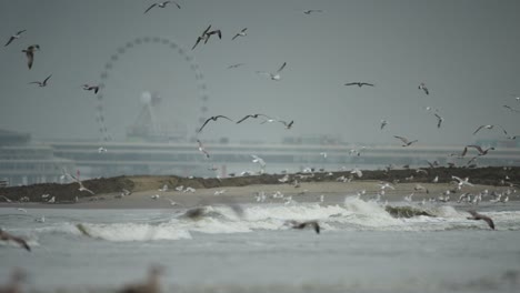 las gaviotas vuelan en slomo en la costa de scheveningen con el muelle en el fondo